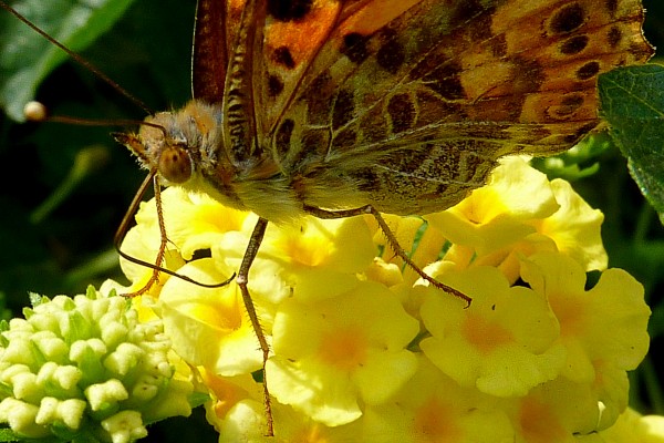 butterfly